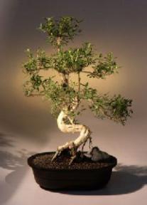 Chinese Flowering White Serissa - Bonsai Tree of a Thousand Stars - (serissa japonica)