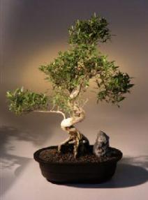 Chinese Flowering White Serissa - Bonsai Tree of a Thousand Stars - (serissa japonica)