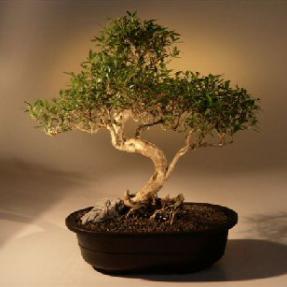 Chinese Flowering White Serissa - Bonsai Tree of a Thousand Stars - (serissa japonica)