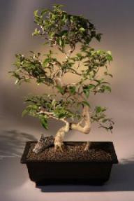 Surinam Cherry  Bonsai Tree<br><i>(eugenia uniflora)</i>
