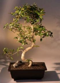 Surinam Cherry  Bonsai Tree<br><i>(eugenia uniflora)</i>