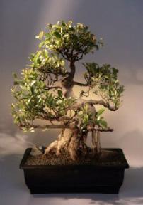 Ficus Retusa Bonsai Tree<br><i>