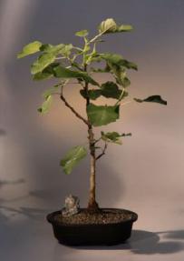 Brown Turkey  Fig<br><i>(ficus carica)</i>