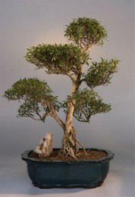 Flowering White Serissa Bonsai Tree<br>Bonsai Tree of a Thousand Stars<br><i>(serissa japonica)</i>