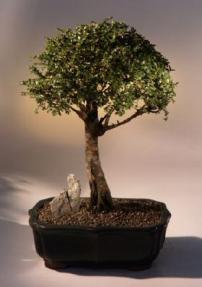 Chinese Elm Bonsai Tree <br>(ulmus parvifolia)