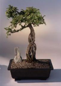 Chinese Elm Bonsai Tree<br><i>(ulmus parvifolia)</i>