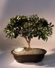 Japanese Mock Orange Bonsai Tree<br><i>(pittosporum tobria)</i>