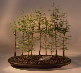 Bald Cypress Bonsai Tree<br><i>(taxodium distichum)</i>