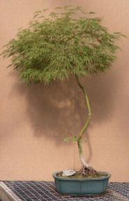 Japanese Green Laceleaf Maple Bonsai Tree - 32