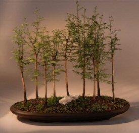 Bald Cypress Bonsai Tree<br><i>(taxodium distichum)</i>