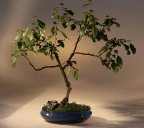 Japanese Flowering Red Quince Bonsai Tree<br><i>(chaenomles 'toyo-nishiki')</i>