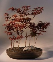 Japanese Red Maple Bonsai Tree<br>(acer palmatum 'atropurpurea')