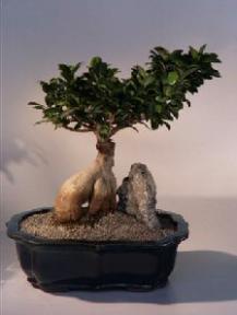 Ginseng Ficus Bonsai Tree <br><i>(Ficus Retusa)</i>