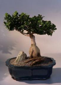 Ginseng Ficus Bonsai Tree <br><i>(Ficus Retusa)</i>