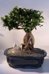Ginseng Ficus Bonsai Tree <br><i>(Ficus Retusa)</i>