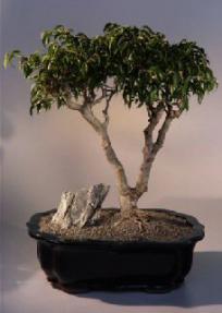 Ficus Too Little<br><i>(ficus benjamina 'too little')</i>