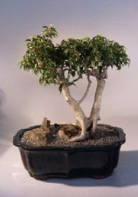 Ficus Too Little<br><i>(ficus benjamina 'too little')</i>