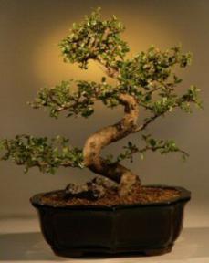 Fukien Tea Bonsai Tree - 18