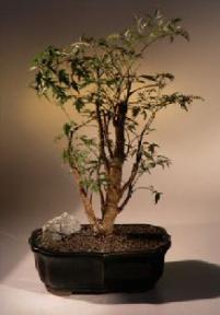 Ming Aralia Bonsai Tree <br><i>(polyscais fruticosa)</i>