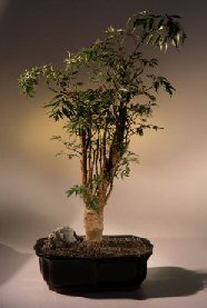 Ming Aralia Bonsai Tree <br><i>(polyscais fruticosa)</i>