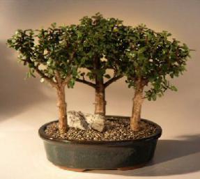 Baby Jade  - 3 Bonsai Tree Group<br><i>(Portulacaria Afra)</i>