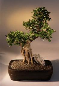 Fukien Tea Bonsai Tree <br><i>(ehretia microphylla)</i>