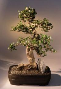 Fukien Tea Bonsai Tree <br><i>(ehretia microphylla)</i>