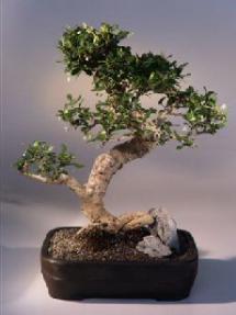 Fukien Tea Bonsai Tree <br><i>(ehretia microphylla)</i>