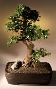 Fukien Tea Bonsai Tree <br><i>(ehretia microphylla)</i>