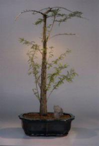 Bald Cypress Bonsai Tree<br><i>(taxodium distichum)</i>