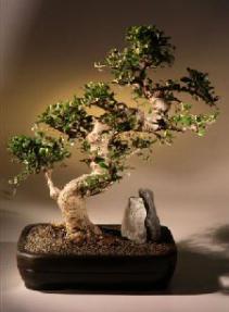 Fukien Tea Bonsai Tree <br><i>(ehretia microphylla)</i>