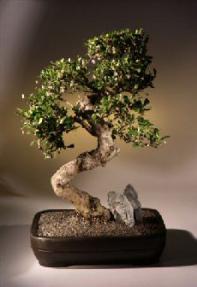 Fukien Tea Bonsai Tree <br><i>(ehretia microphylla)</i>