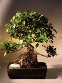 Ficus Retusa Bonsai Tree<br><i>