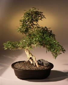 Chinese Flowering White Serissa -  Bonsai Tree of a Thousand Stars<br><i>(serissa japonica)</i>