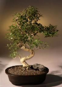 Chinese Flowering White Serissa -  Bonsai Tree of a Thousand Stars<br><i>(serissa japonica)</i>