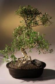 Chinese Flowering White Serissa -  Bonsai Tree of a Thousand Stars<br><i>(serissa japonica)</i>