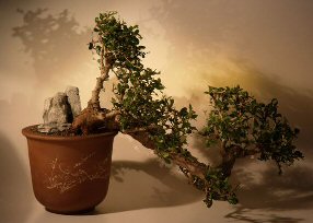 Fukien Tea Bonsai Tree - Cascade  Style< <br><i>(ehretia microphylla)</i>