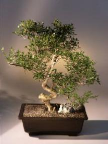 Chinese Flowering White Serissa - Bonsai Tree of  Thousand Stars<br><i>(Serissa Japonica) </i>