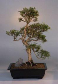 Flowering White Serissa Bonsai Tree<br>Bonsai Tree of a Thousand Stars<br><i>(serissa japonica)</i>