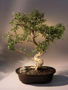 Chinese Flowering White Serissa - Bonsai Tree of a Thousand Stars - (serissa japonica)