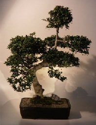 Fukien Tea Bonsai Tree <br><i>(ehretia microphylla)</i>