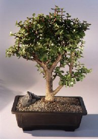 Baby Jade  Bonsai Tree<br><i>(Portulacaria Afra)</i>