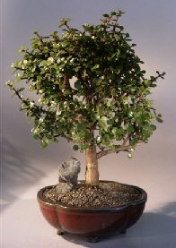 Baby Jade  Bonsai Tree<br><i>(Portulacaria Afra)</i>