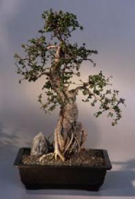 Fukien Tea Bonsai Tree <br><i>(ehretia microphylla)</i>