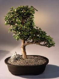 Baby Jade  Bonsai Tree<br><i>(portulacaria afra)</i>