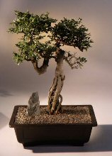 Chinese Elm Bonsai Tree <br>(ulmus parvifolia)