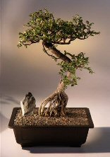 Chinese Elm Bonsai Tree <br>(ulmus parvifolia)