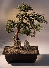 Chinese Elm Bonsai Tree <br>(ulmus parvifolia)