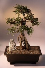 Chinese Elm Bonsai Tree <br>(ulmus parvifolia)