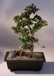 Fukien Tea Bonsai Tree <br><i>(ehretia microphylla)</i>